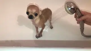 Купание собачки Флекси