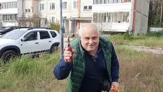 04.10.2023г. Пересадили сливу.