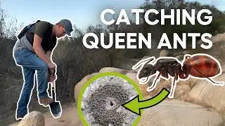 Searching for the Largest Carpenter Ant Queens in the US