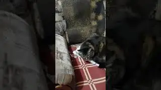 21 января 2018 г.