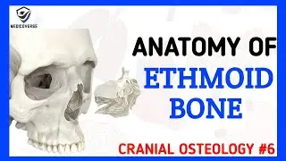 Ethmoid Bone Anatomy | Cranial Osteology #6