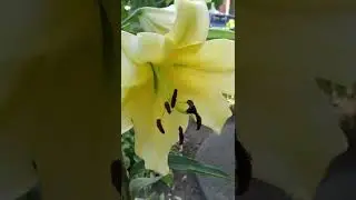Fragrance of these Lilies OMG it is Heaven 💞💞💞