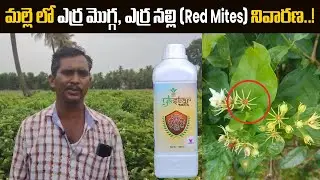 #JasmineCrop #YKStar మల్లె లో ఎర్ర మొగ్గ , ఎర్ర నల్లి ( RED MITES ) నివారణ ..! | YK Laboratories