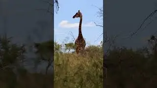 The country you didn’t know existed! 🇸🇿 #eswatini #africa #africatravel #hiddengems #swaziland