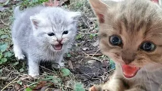 How a street kitten was looking for a mom. The whole story.