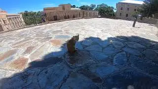 Lions Defending Alcazaba in Malaga Spain - Costa Del Sol Walking Tour
