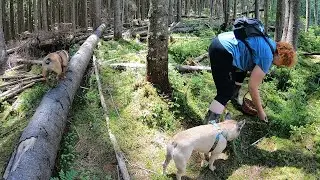 THE MUSHROOM IS ALL IN MOSS!..Working MUSHROOMS, fields of BLUEBERRIES!
