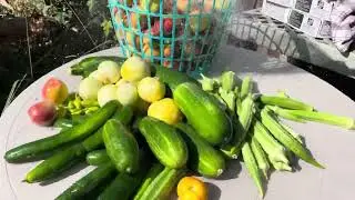 Today’s Harvest