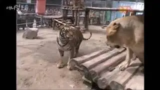 Tiger vs Lion - Tiger always defeated the Lion in Rome - Animal Facts, and Feats 1972 Gerald Wood