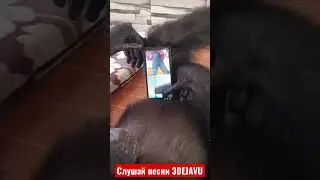 Dyadya d.i пишет коменты хейтерам