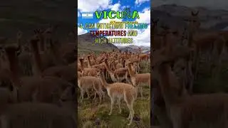 Vicuña on top of the Argentinian mountains #vicuña #animals #shorts