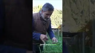 En el medio de un caos de huerta COSECHAMOS semillas de ACELGA