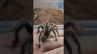 handling a tarantula #shortsvideo