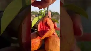 Fresh and delicious, very tasty 🔥Fresh Fruit🔥Fruit Unzip Video