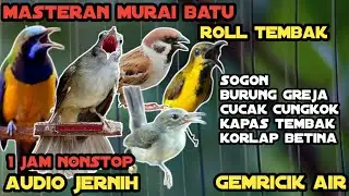 KOMPILASI MASTERAN MURAI BATU || Tembakan Kasar Panjang Untuk Burung Lomba || Relaxsing Masteran