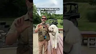 My Dog Tore Both ACLs (Cranial Cruciate Ligaments) | What Can I Do About It? #dogtraining
