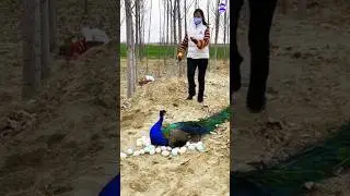 Amazing peacock effect #peacock #shorts #bdsports #bollywood #hindisong
