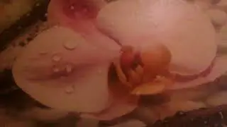 Петух эдик помог мне с байком