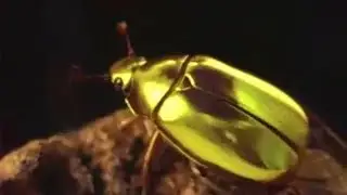 Wonders of the Rain Forest