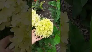 КНЯЖИКИ И НЕМНОГО ГОРТЕНЗИЙ. ОМСК/12.08.23