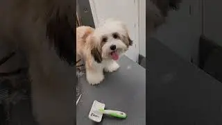 trim only havanese dog @havanese #havanese #fbyシviral