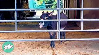 Bossy Mini Donkey Begs Giant Horse To Be His Friend | Cuddle Buddies