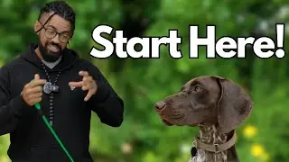 Teach Your Dog To Walk Better TODAY!