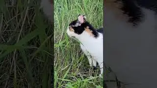 Funny small friends 