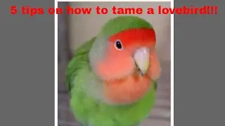 5 tips on  how to tame a lovebird!