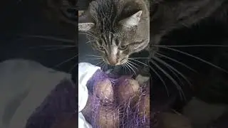 #залетит #cat #подпишись #кот #котики #другой #музыка #майнкрафт #cricket #catlover