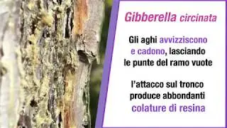 Gibberella circinata