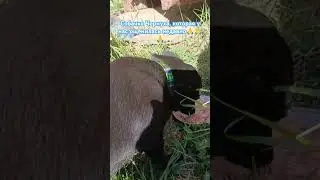 У нас появилась бездомная беременная собачка и ощенилась🙏🙏🙏 