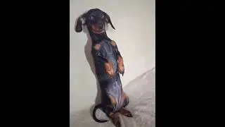 Такса Соня 🐕 