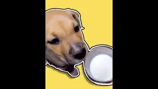 Очень милый щенок стаффа Молоко vs Морковка