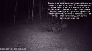 КОСУЛИ НА СОЛОНЦЕ