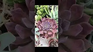 Şahane türler✅harika formlar✅ Instagram✅hesabım garden_.life  iletişim dm 🤗🍀🌿☘️#keşfet #keşfetteyiz