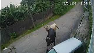 Boi Ataca e Destrói Carro em Petrópolis, RJ | VÍDEO IMPRESSIONANTE