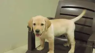 Dog Puppy-Cute Barking