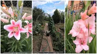 ДАЧА:  23 июля 2021г.