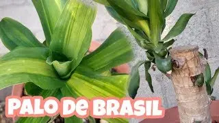 Cuidados y morfología del Palo de Brasil // Palo de agua