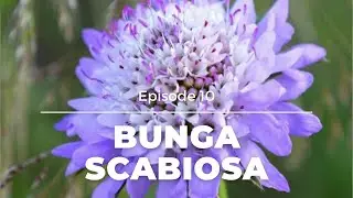 INTIP KECANTIKAN BUNGA SCABIOSA !