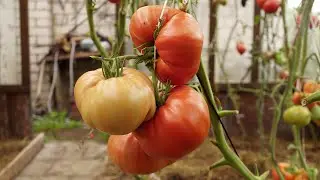 Tomato Big Zack. A tomato variety from the Guinness Book of Records as the largest tomatoes in th...