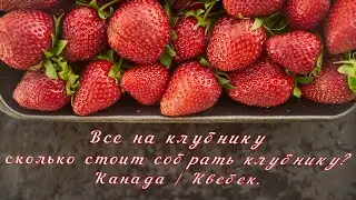Все на клубнику 🍓, как собирают клубнику, сколько стоит 💲💲💲 собрать клубнику? 🍓 в Канаде | Квебек.