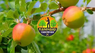 🌳 Поради на травень ▶ Календар садовода ▶ 6соток