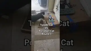 #shorts Tuxedo Cat-VS- Porcelin Cat Round 1 #kitty #pets