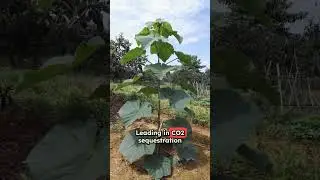 Paulownia Transforming Forestry For the Future 
