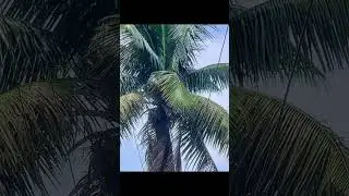 telephoto zoom video and photography. Sony Xperia 1 mark 4 #shorts #tranding #mobilephotography