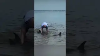 Three stranded dolphins rescued in Fujian