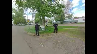 Таза бейсенбі