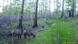 Тайная жизнь благородных оленей, видео с фотоловушки